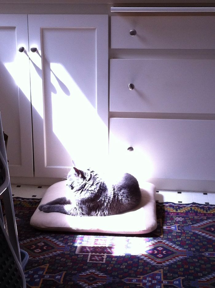 204 Cats Who Love Warmth More Than Anything 204 Cats Who Love Warmth More Than Anything