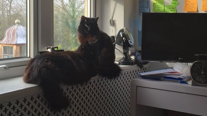 204 Cats Who Love Warmth More Than Anything 204 Cats Who Love Warmth More Than Anything