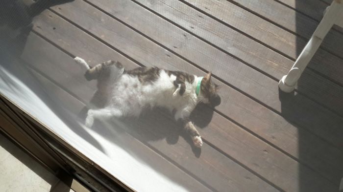 204 Cats Who Love Warmth More Than Anything 204 Cats Who Love Warmth More Than Anything