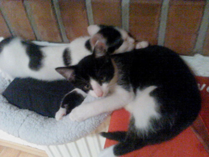 204 Cats Who Love Warmth More Than Anything 204 Cats Who Love Warmth More Than Anything