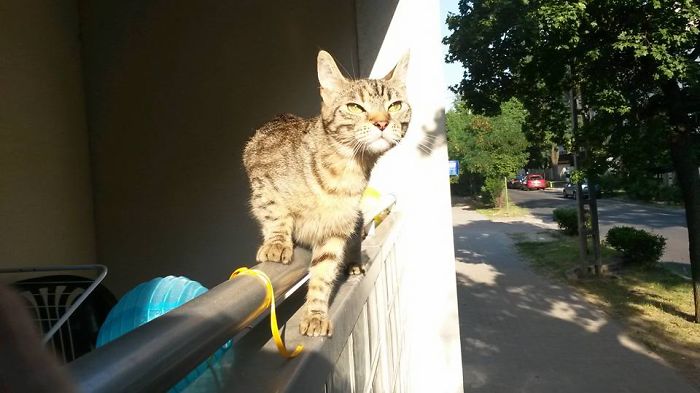 204 Cats Who Love Warmth More Than Anything 204 Cats Who Love Warmth More Than Anything