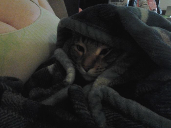 204 Cats Who Love Warmth More Than Anything 204 Cats Who Love Warmth More Than Anything