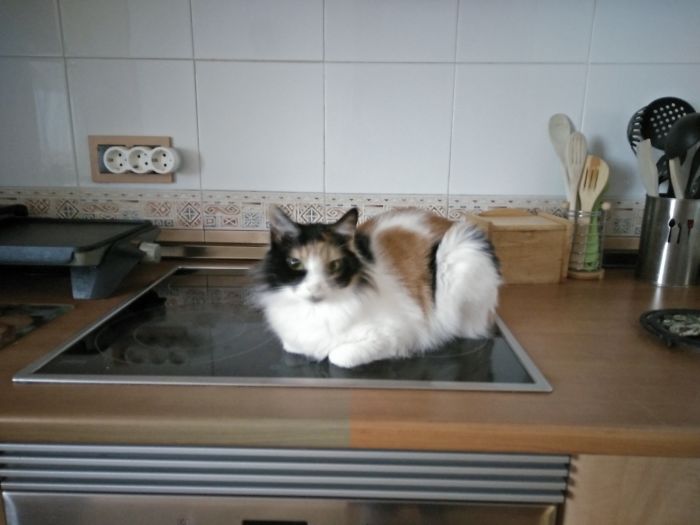 204 Cats Who Love Warmth More Than Anything 204 Cats Who Love Warmth More Than Anything