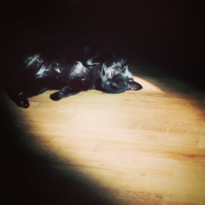 204 Cats Who Love Warmth More Than Anything 204 Cats Who Love Warmth More Than Anything