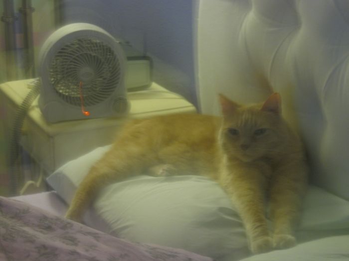 204 Cats Who Love Warmth More Than Anything 204 Cats Who Love Warmth More Than Anything