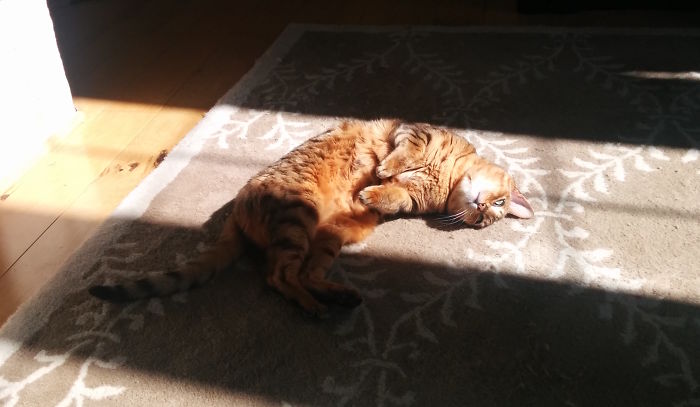 204 Cats Who Love Warmth More Than Anything 204 Cats Who Love Warmth More Than Anything