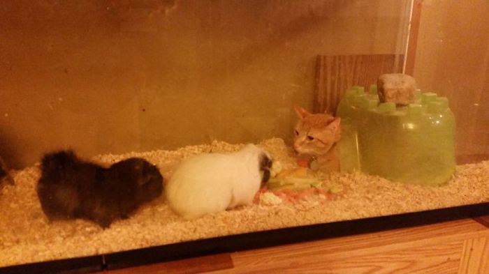 204 Cats Who Love Warmth More Than Anything 204 Cats Who Love Warmth More Than Anything