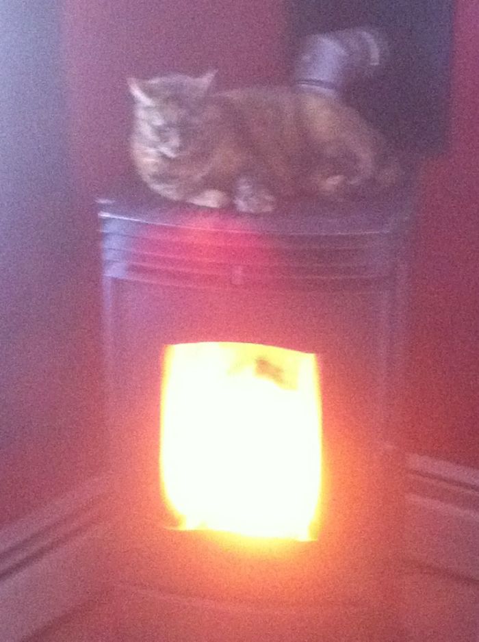 204 Cats Who Love Warmth More Than Anything 204 Cats Who Love Warmth More Than Anything