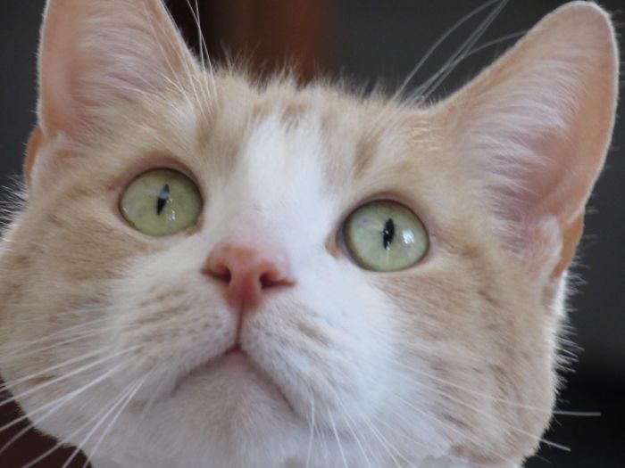 204 Cats Who Love Warmth More Than Anything 204 Cats Who Love Warmth More Than Anything