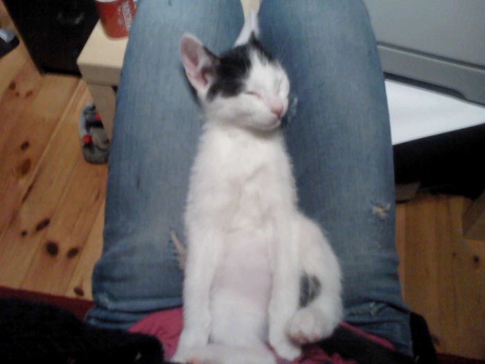 204 Cats Who Love Warmth More Than Anything 204 Cats Who Love Warmth More Than Anything