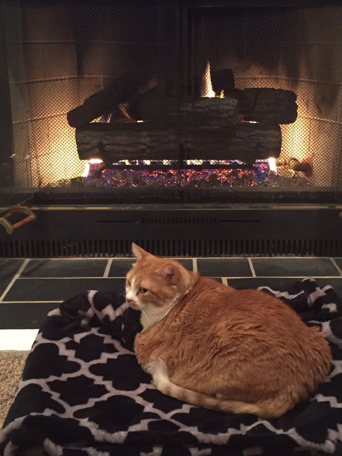 204 Cats Who Love Warmth More Than Anything 204 Cats Who Love Warmth More Than Anything
