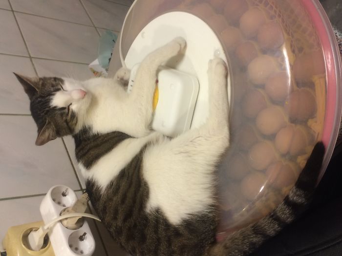 204 Cats Who Love Warmth More Than Anything 204 Cats Who Love Warmth More Than Anything