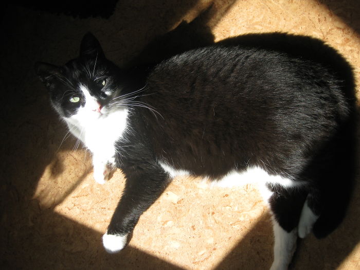 204 Cats Who Love Warmth More Than Anything 204 Cats Who Love Warmth More Than Anything