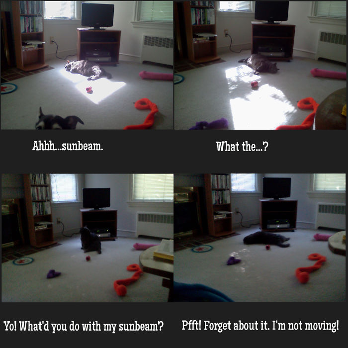 204 Cats Who Love Warmth More Than Anything 204 Cats Who Love Warmth More Than Anything