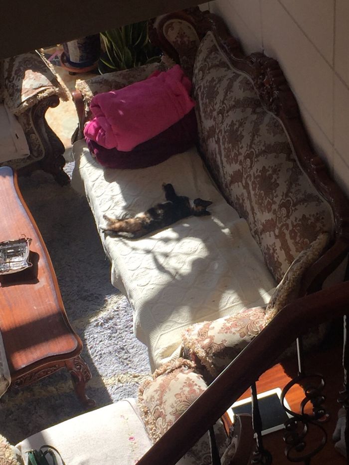 204 Cats Who Love Warmth More Than Anything 204 Cats Who Love Warmth More Than Anything