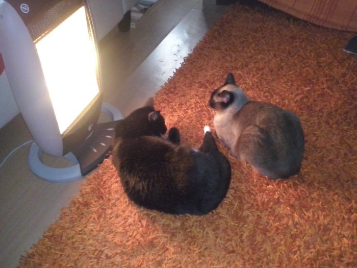 204 Cats Who Love Warmth More Than Anything 204 Cats Who Love Warmth More Than Anything