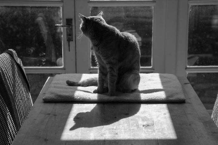 204 Cats Who Love Warmth More Than Anything 204 Cats Who Love Warmth More Than Anything