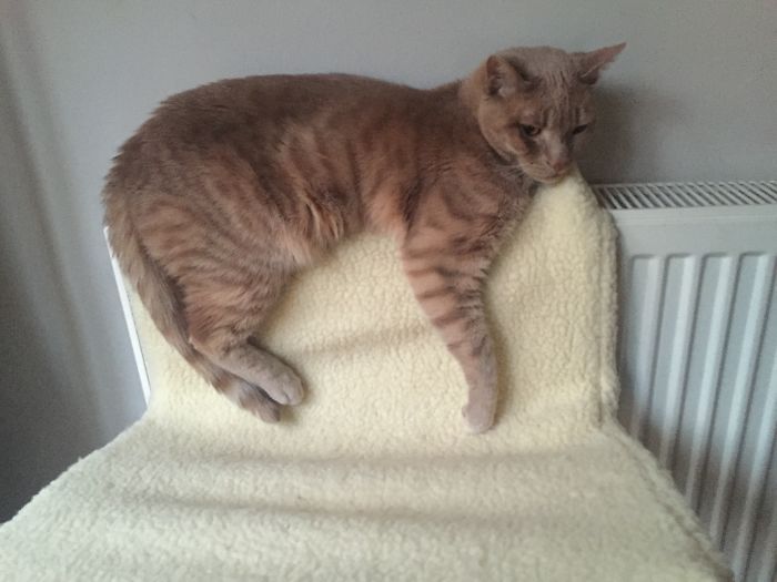 204 Cats Who Love Warmth More Than Anything 204 Cats Who Love Warmth More Than Anything