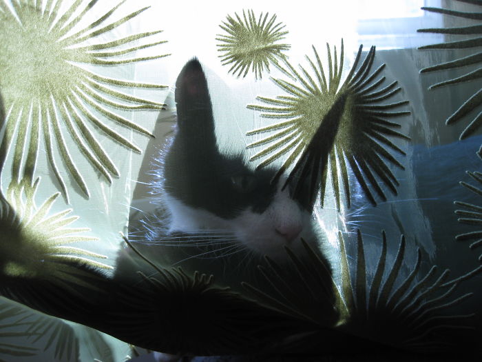 204 Cats Who Love Warmth More Than Anything 204 Cats Who Love Warmth More Than Anything