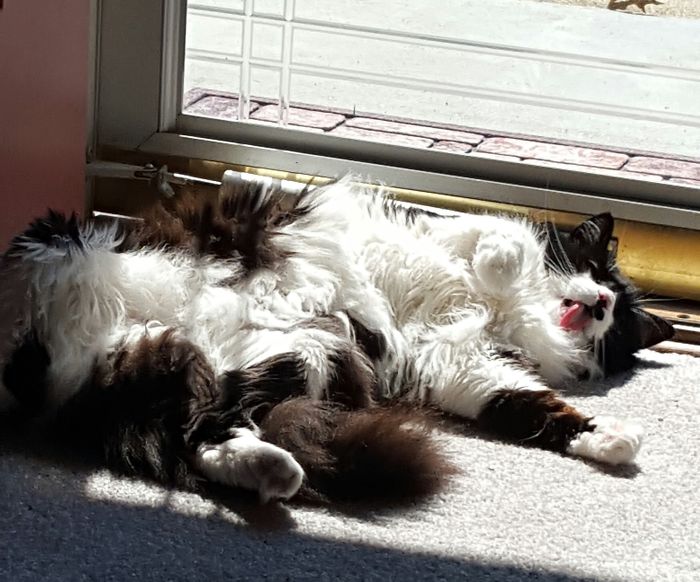 204 Cats Who Love Warmth More Than Anything 204 Cats Who Love Warmth More Than Anything