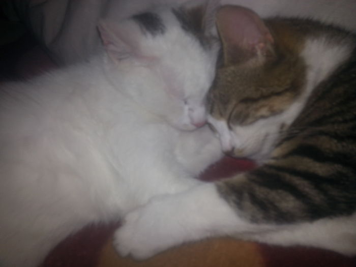 204 Cats Who Love Warmth More Than Anything 204 Cats Who Love Warmth More Than Anything