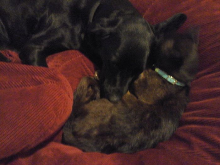 204 Cats Who Love Warmth More Than Anything 204 Cats Who Love Warmth More Than Anything