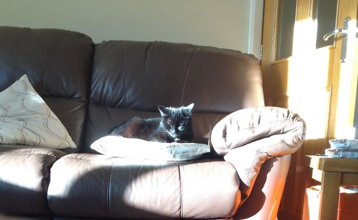 204 Cats Who Love Warmth More Than Anything 204 Cats Who Love Warmth More Than Anything