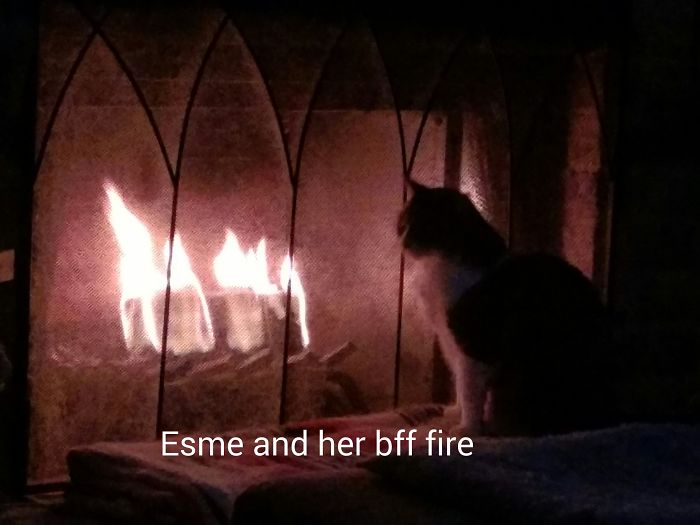 204 Cats Who Love Warmth More Than Anything 204 Cats Who Love Warmth More Than Anything