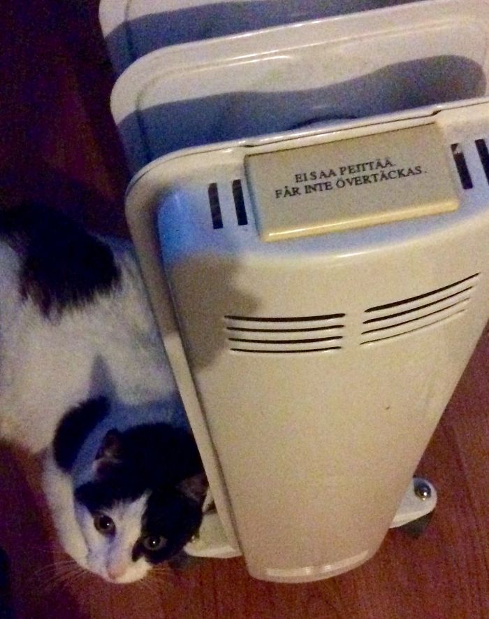 204 Cats Who Love Warmth More Than Anything 204 Cats Who Love Warmth More Than Anything