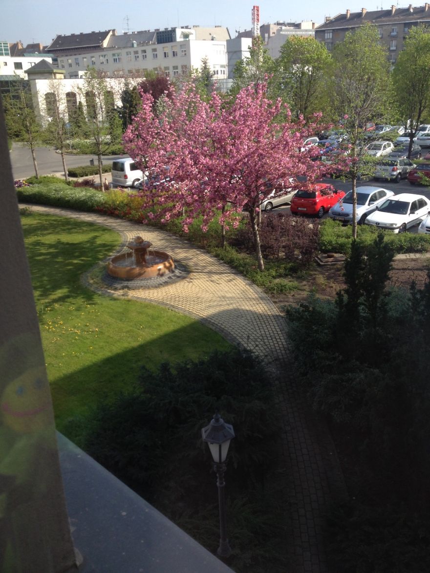 Hey Pandas, Share The View From Your Office Hey Pandas, Share The View From Your Office