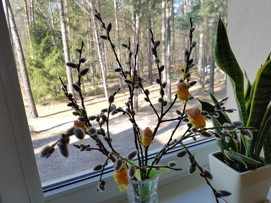 Hey Pandas, Share The View From Your Office Hey Pandas, Share The View From Your Office