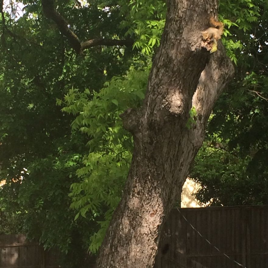 Hey Pandas, Share The View From Your Office Hey Pandas, Share The View From Your Office