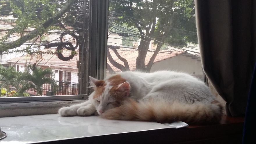 Hey Pandas, Share The View From Your Office Hey Pandas, Share The View From Your Office