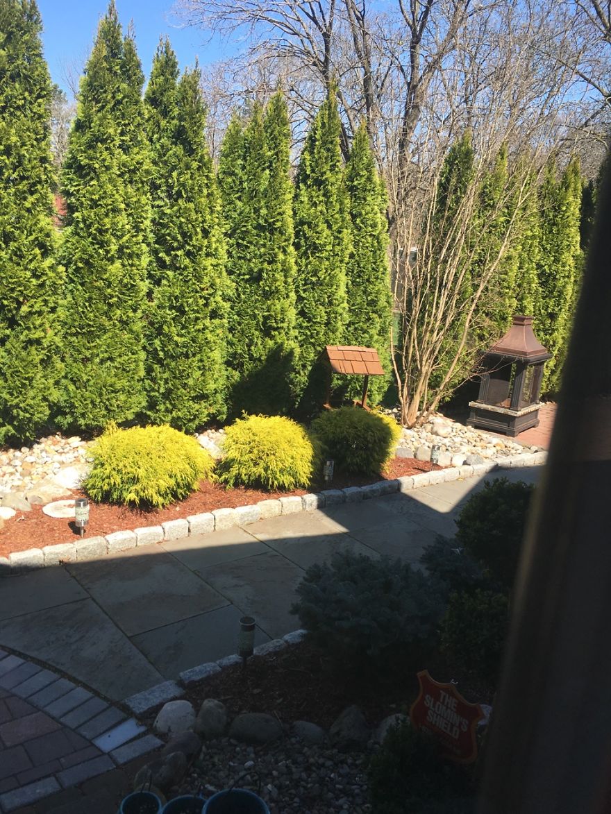 Hey Pandas, Share The View From Your Office Hey Pandas, Share The View From Your Office