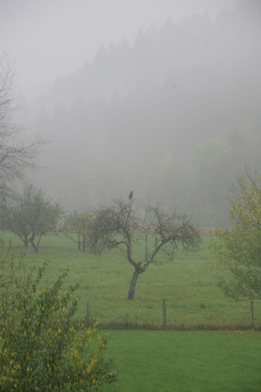 Hey Pandas, Share The View From Your Office Hey Pandas, Share The View From Your Office