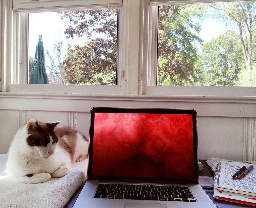 Hey Pandas, Share The View From Your Office Hey Pandas, Share The View From Your Office