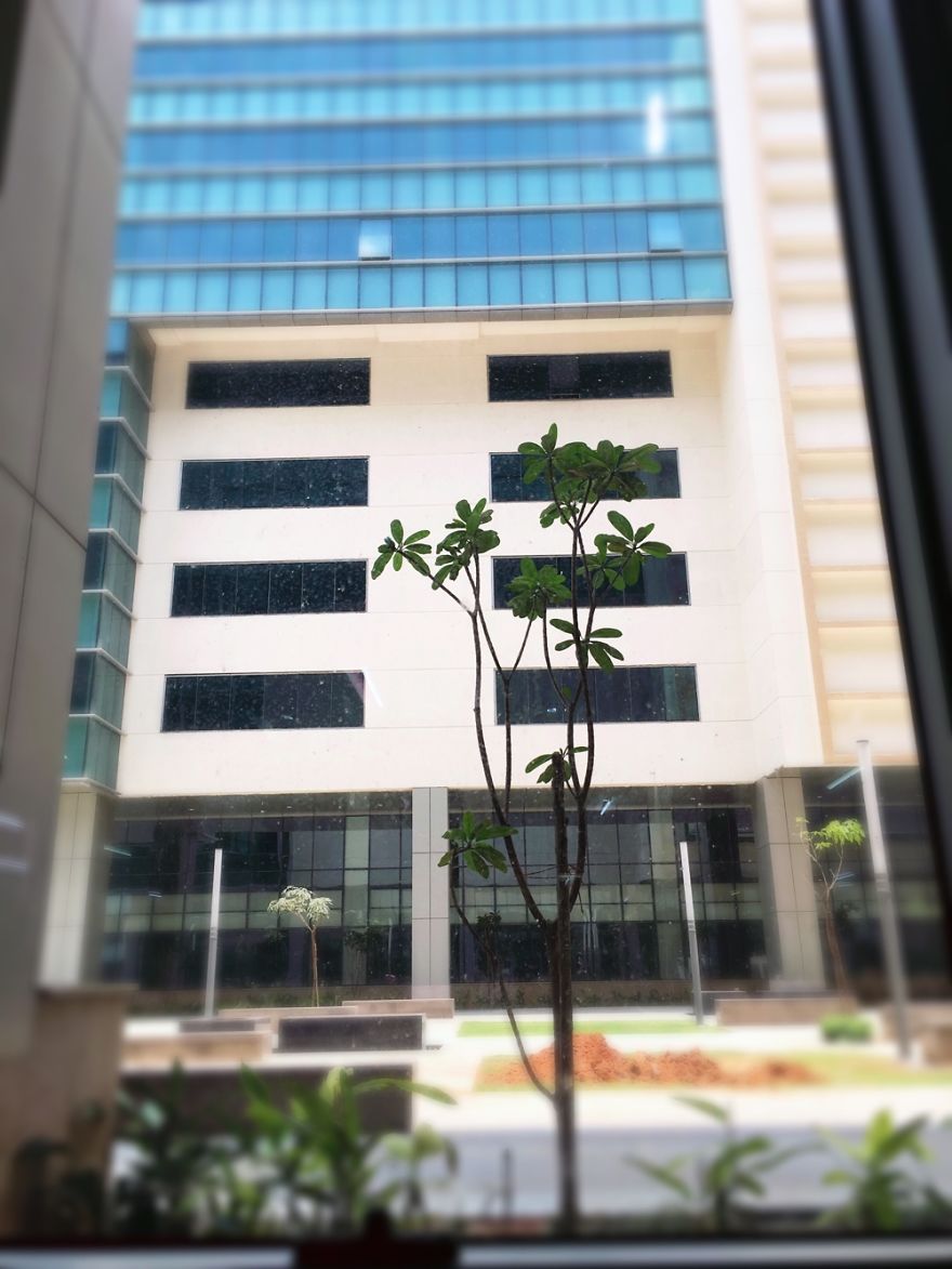 Hey Pandas, Share The View From Your Office Hey Pandas, Share The View From Your Office