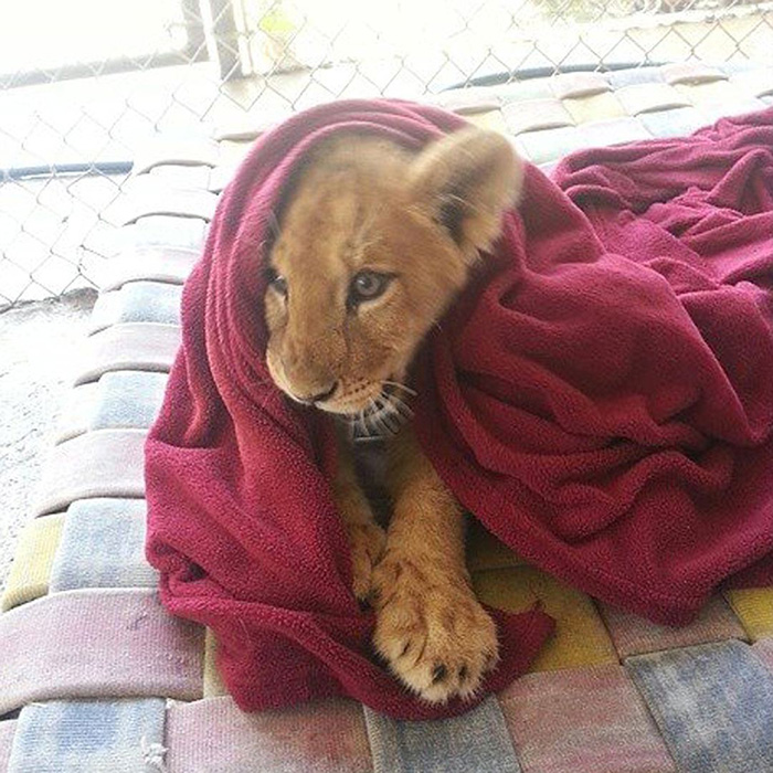 Rescued Baby Lion Can’t Sleep Without A Blanket Even Though He’s All Grown Up Rescued Baby Lion Can’t Sleep Without A Blanket Even Though He’s All Grown Up