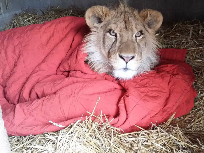 Rescued Baby Lion Can’t Sleep Without A Blanket Even Though He’s All Grown Up Rescued Baby Lion Can’t Sleep Without A Blanket Even Though He’s All Grown Up
