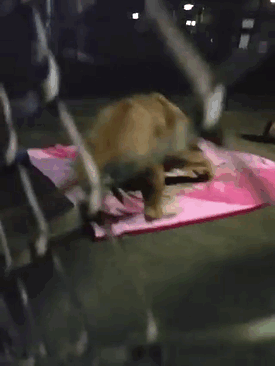 Rescued Baby Lion Can’t Sleep Without A Blanket Even Though He’s All Grown Up Rescued Baby Lion Can’t Sleep Without A Blanket Even Though He’s All Grown Up
