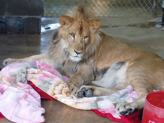 Rescued Baby Lion Can’t Sleep Without A Blanket Even Though He’s All Grown Up Rescued Baby Lion Can’t Sleep Without A Blanket Even Though He’s All Grown Up