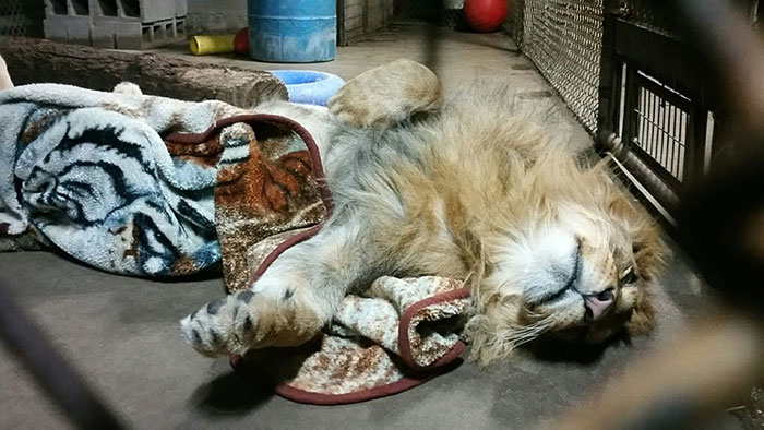 Rescued Baby Lion Can’t Sleep Without A Blanket Even Though He’s All Grown Up Rescued Baby Lion Can’t Sleep Without A Blanket Even Though He’s All Grown Up