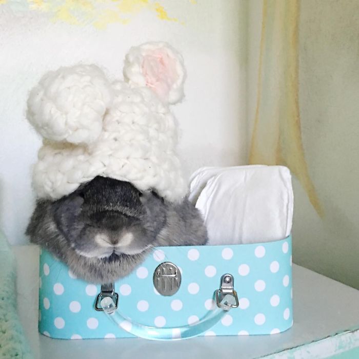 We Just Adopted Our Son 2 Weeks Ago, And I Couldn&#8217;t Resist Photographing Him With Our Bunny