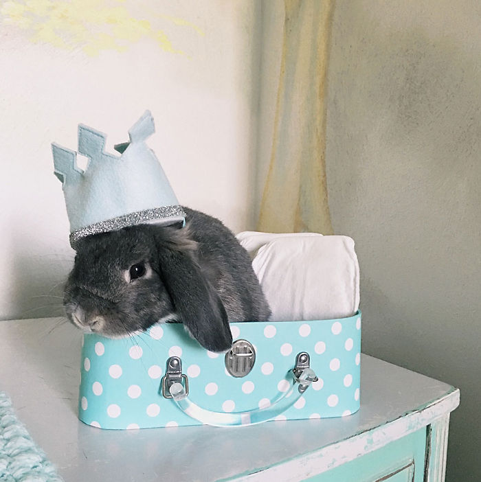 We Just Adopted Our Son 2 Weeks Ago, And I Couldn&#8217;t Resist Photographing Him With Our Bunny