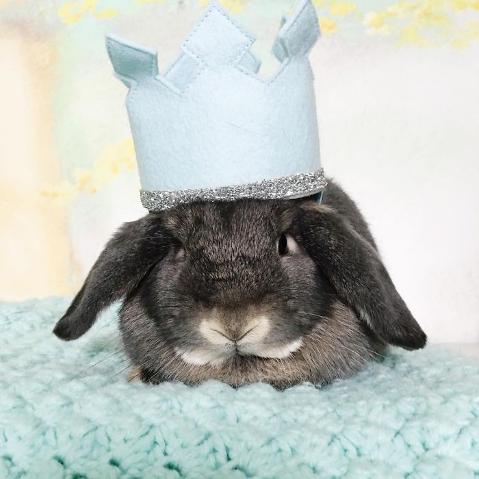 We Just Adopted Our Son 2 Weeks Ago, And I Couldn&#8217;t Resist Photographing Him With Our Bunny