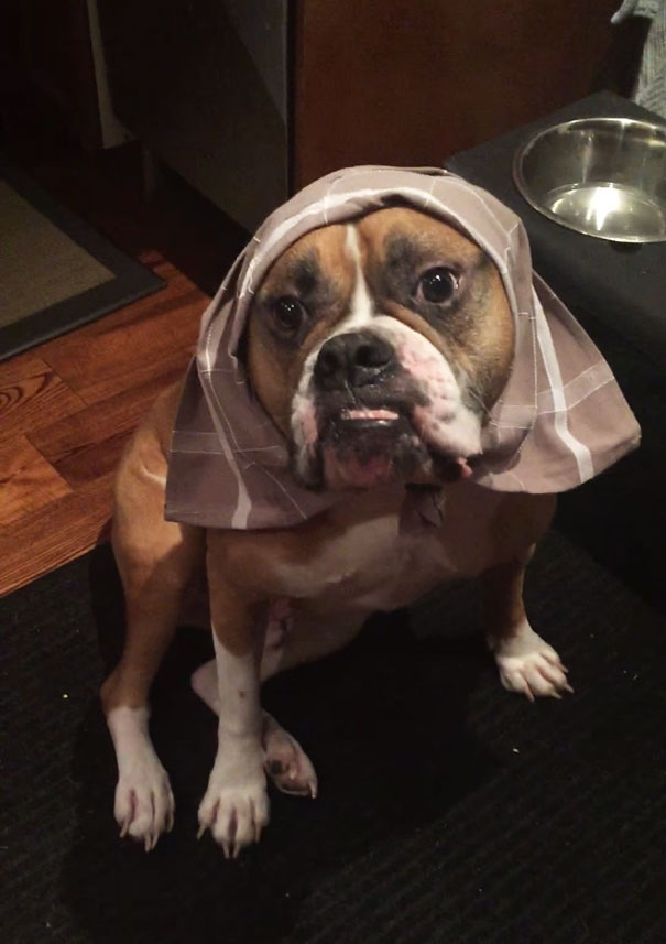 Family Hired A Dog Sitter, These Were The Updates They Received Family Hired A Dog Sitter, These Were The Updates They Received