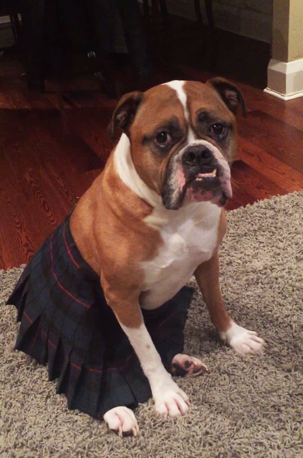 Family Hired A Dog Sitter, These Were The Updates They Received Family Hired A Dog Sitter, These Were The Updates They Received