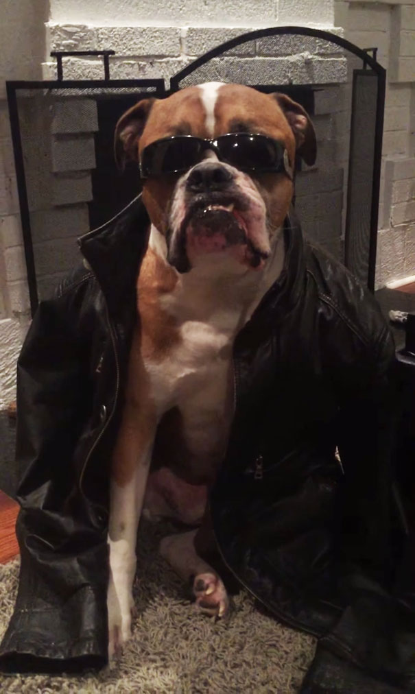 Family Hired A Dog Sitter, These Were The Updates They Received Family Hired A Dog Sitter, These Were The Updates They Received