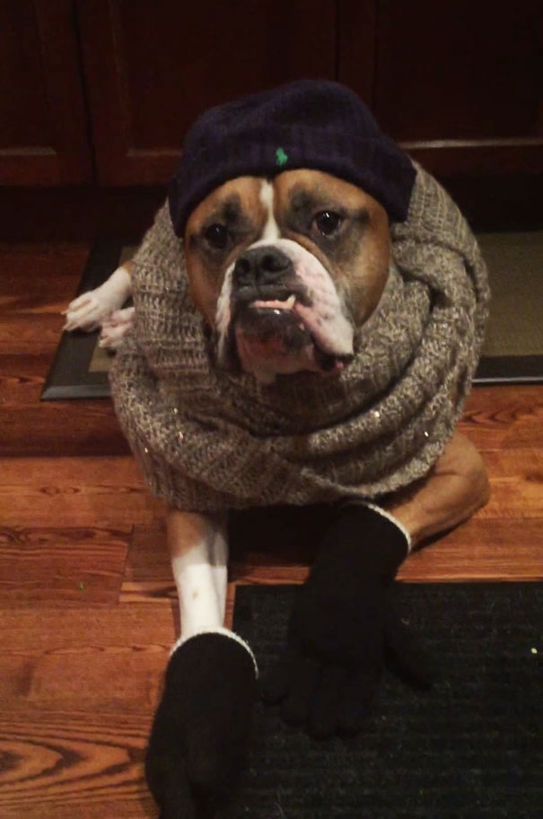 Family Hired A Dog Sitter, These Were The Updates They Received Family Hired A Dog Sitter, These Were The Updates They Received