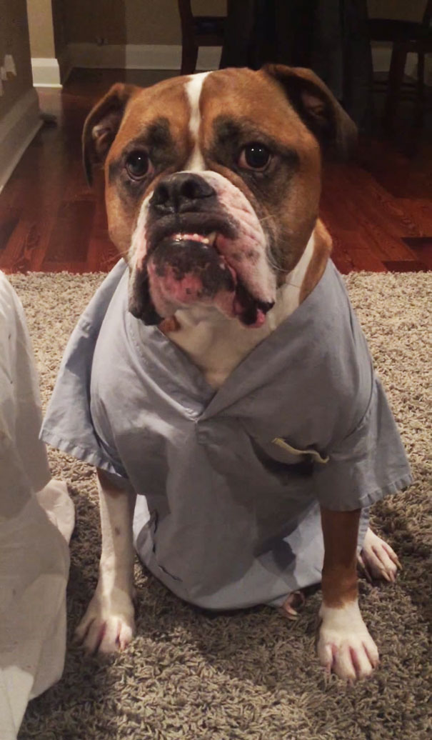 Family Hired A Dog Sitter, These Were The Updates They Received Family Hired A Dog Sitter, These Were The Updates They Received